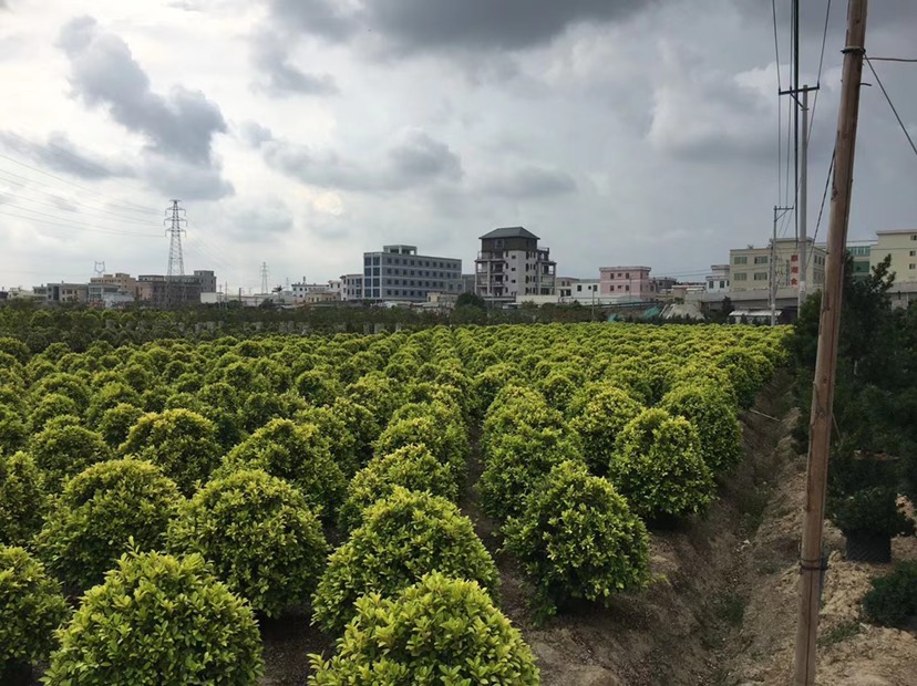 黄金榕 黄心榕球80-100-120高大量岀售现货