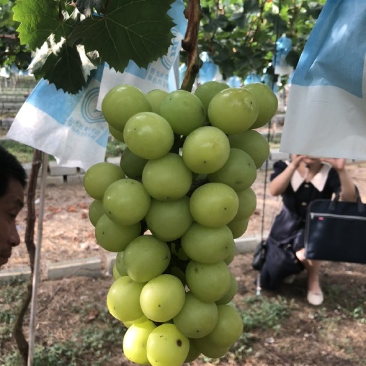 福安市阳光玫瑰葡萄