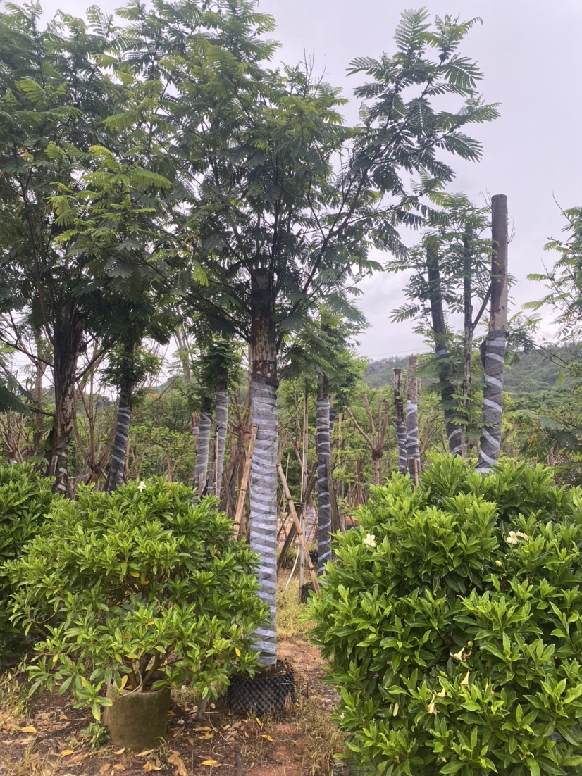 普宁市 南洋楹10-20公分大量岀售