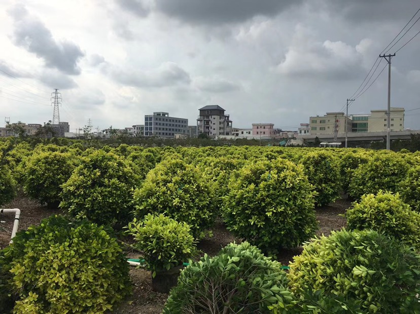 黄金榕 黄心榕球80-100-120高大量岀售现货