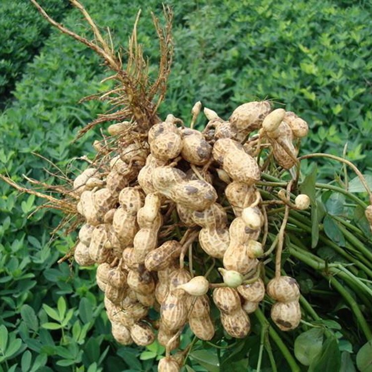  花生 新鲜花生 有需要的老板联系