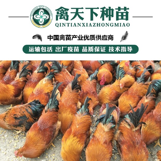 南宁土鸡苗  优质灵山土2土1.5鸡苗 包打疫苗 运输包损耗 技