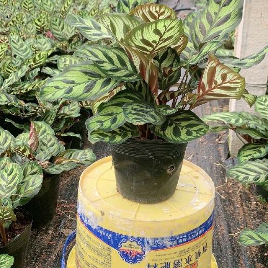 漳平市 孔雀竹芋，基地出货，大量供应