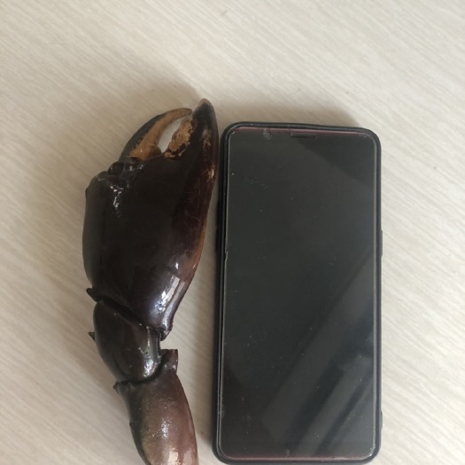 上海 青蟹脚