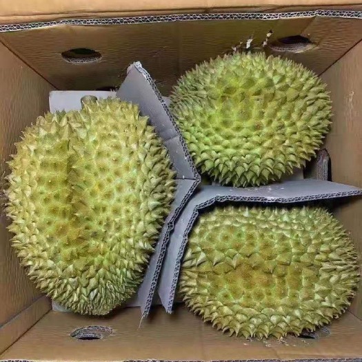 长沙金枕榴莲，32斤净重，果型方正，货好，有需要的尽快联系