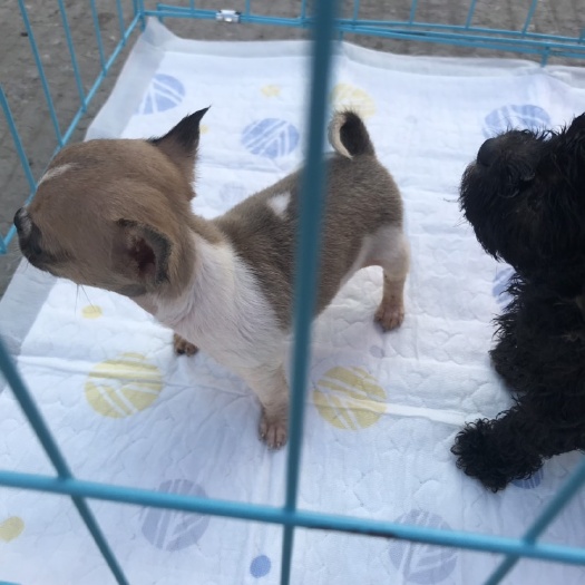 宿州狗 茶杯犬