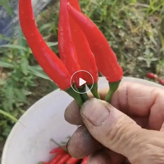 贺州小米椒 新上市的小米辣椒