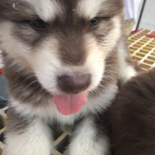 宿州阿拉斯加犬，大型犬种！
