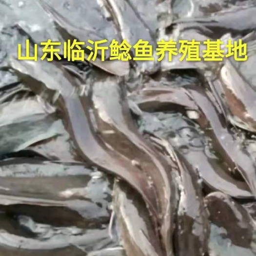 沂水县钳鱼  山东大棚养殖八须鲶鱼常年出售，肉质鲜美