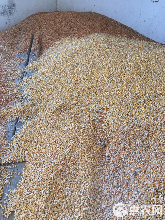 黄玉米粒  汉中本地干玉米粒，现货资源！一手老百资源