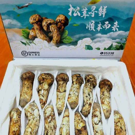腾冲市 松茸一件代发