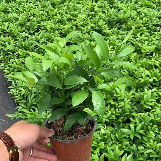 长叶竹柏  精品130#双色杯竹柏基地直销