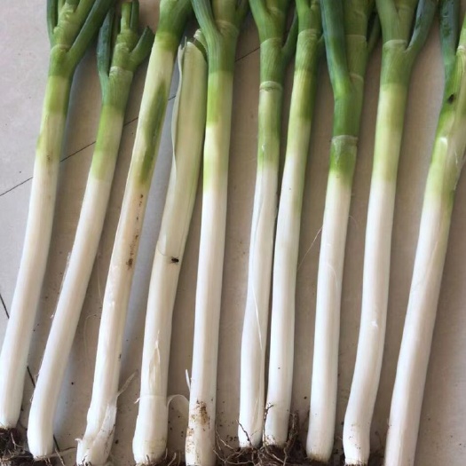 秦皇岛 铁杆大葱