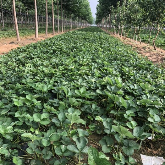 中牟县宁玉草莓苗、大量销售，健康无病害、80亩育苗基地给你放心选择