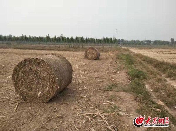 铁岭县 玉米秸秆打完捆的