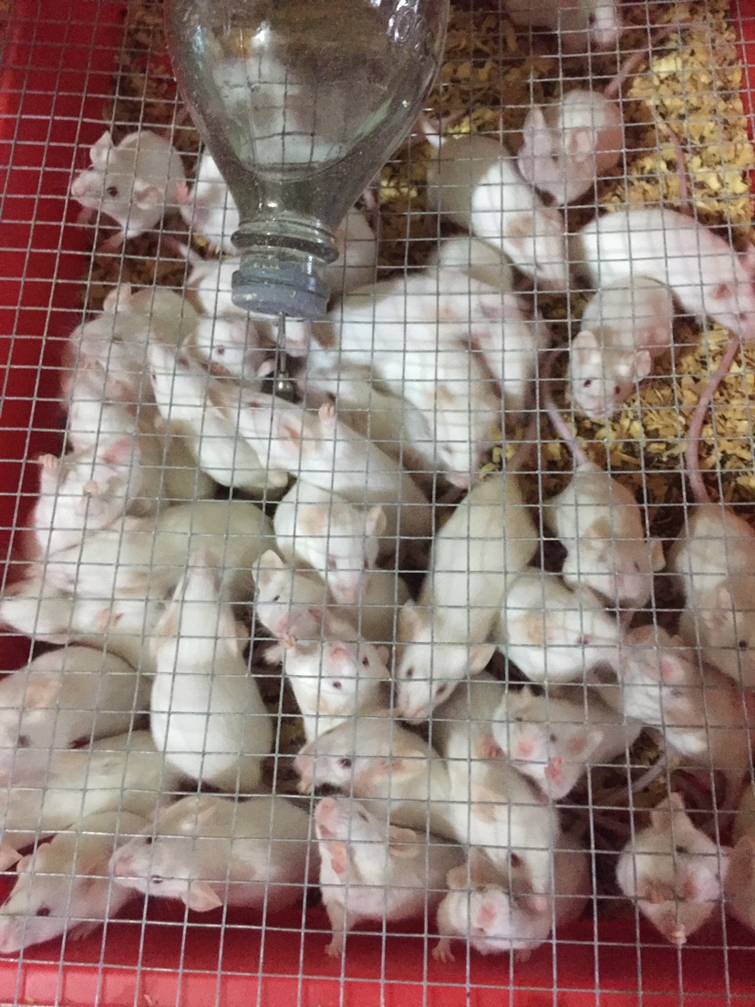 出售优质小白鼠种，10元/个，需要提前预定留种