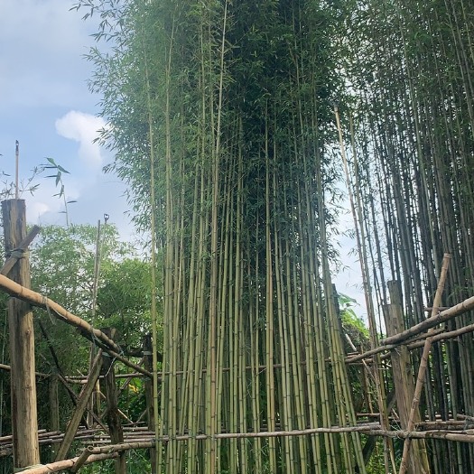 佛山精品袋苗淡竹