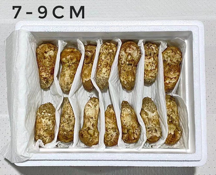 鲜松茸  新鲜采摘，口感鲜嫩多种规格，随心选择无论是自吃还是送礼