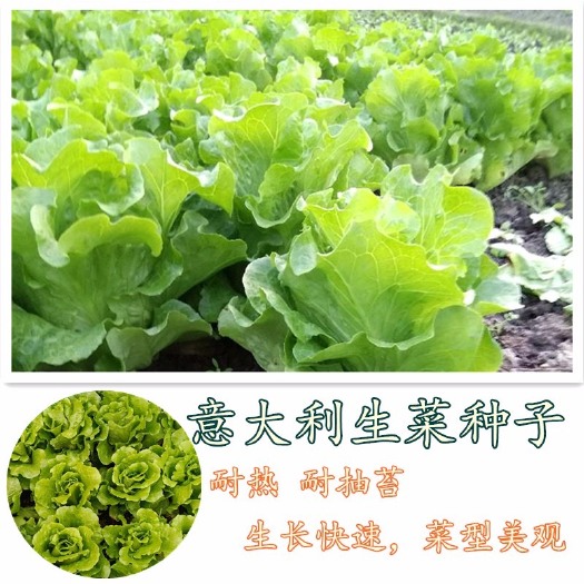 武汉南澳意大利生菜种子四季种植耐抽苔耐热耐寒叶片大产量高