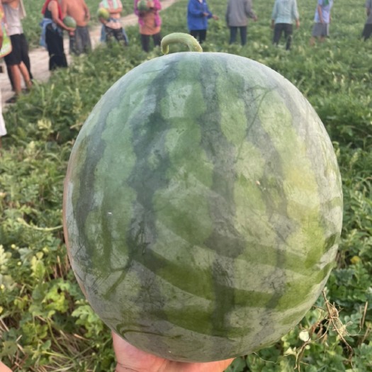 太康县无籽西瓜  黑无籽直播苗 台新直播苗大量供应