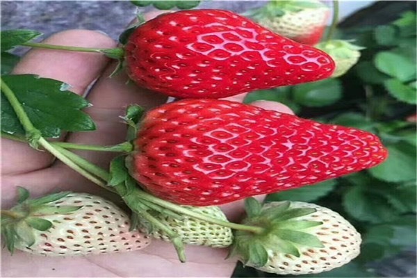 泰安甜宝草莓苗价格 蒙特瑞 随珠草莓苗供应基地 提供技术 易管理