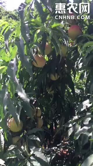 鹰嘴蜜桃自家种植的鹰嘴桃，当天采摘，量大来谈，色泽鲜亮果大肉