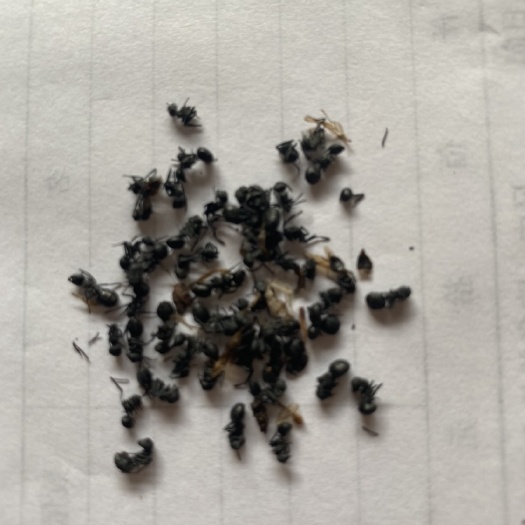 兴安县桂林精品 猫儿山黑蚂蚁  可泡酒可制药丸