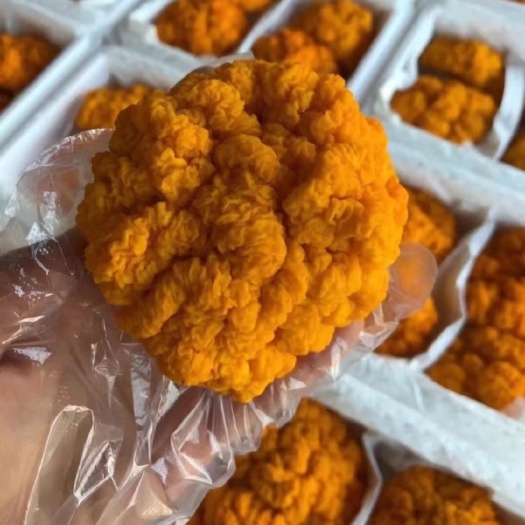 广州新鲜黄金耳 金耳菌  黄金耳
