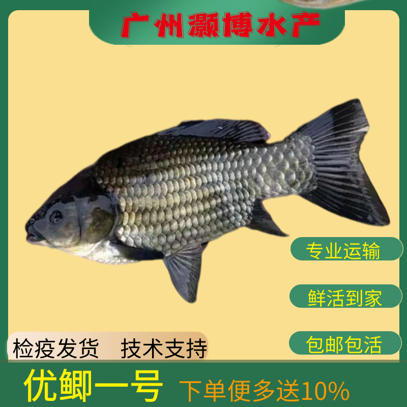 黑鲫鱼苗  鲫鱼苗优鲫一号鲫鱼苗杂交快大鲫鱼苗