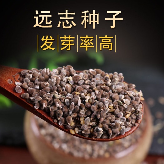 安国市远志种子远志籽水洗干净无杂包邮