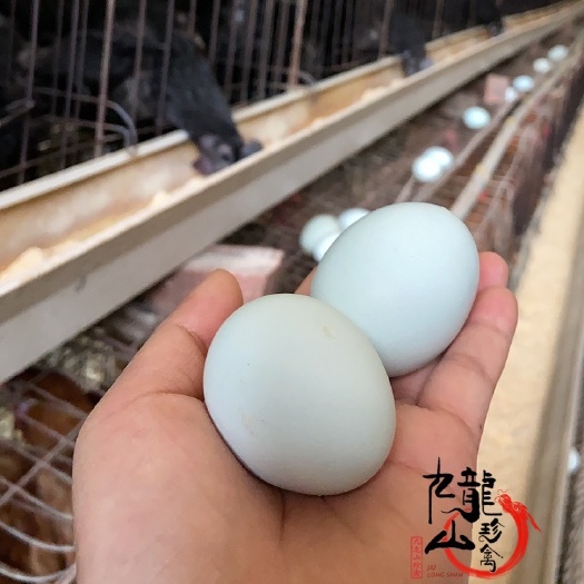 广州五黑鸡苗  湖南邵阳绿壳蛋鸡苗批发