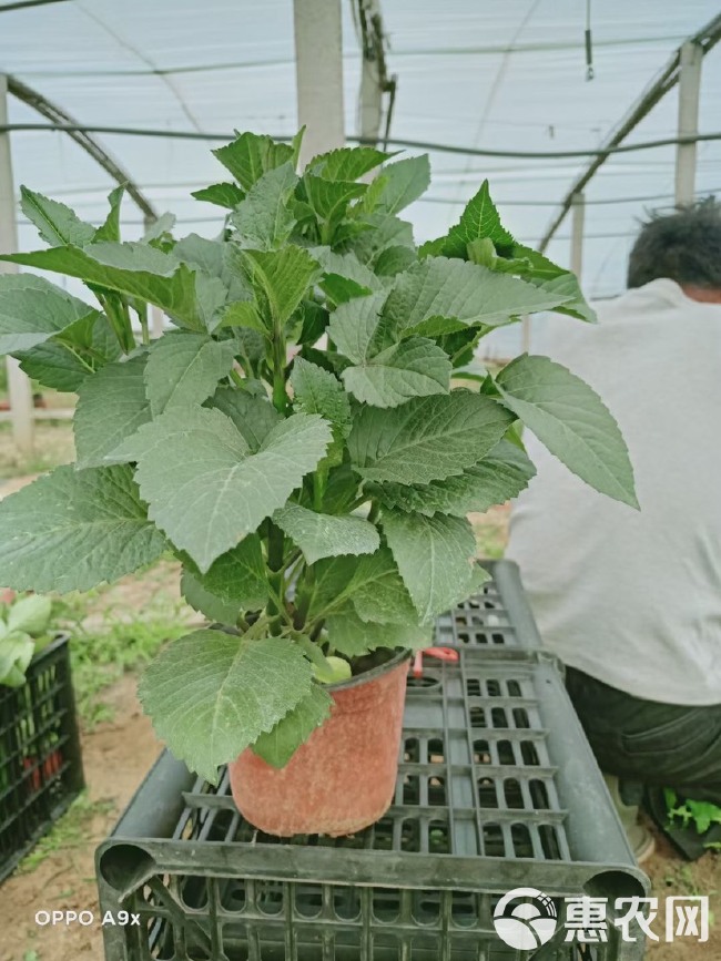 大丽花苗  大丽花 种植基地 大丽花盆栽 产地批发供应