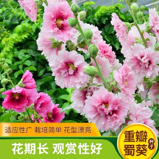 蜀葵种子  重瓣蜀葵花种子批发锦葵宿根多年生盆栽四季开花