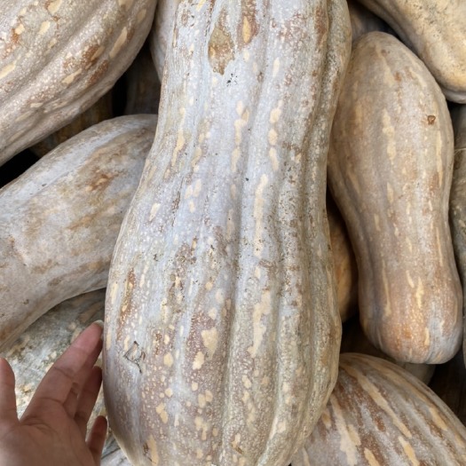 三台县蜜本南瓜  精品密本南瓜，又甜又糯