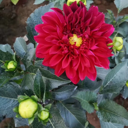 青州市大丽花苗  大丽花 种植基地 大丽花盆栽 产地批发供应
