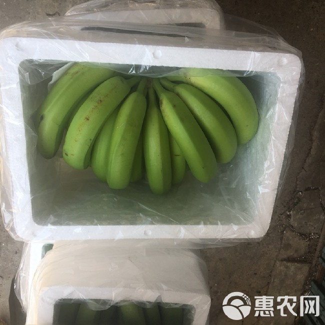 香蕉威廉斯香蕉巴西香蕉高山香蕉应季水果整箱包邮净重5斤/9斤
