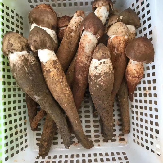 成都鸡枞菌 鸡棕菌