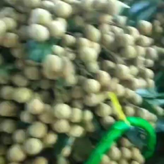 梧州 龙眼