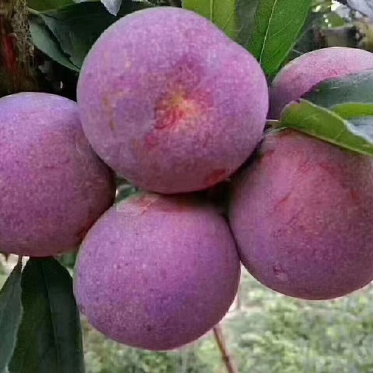 屏南县 大棠芙蓉李，产自宁德白水洋，果大，酸甜可口