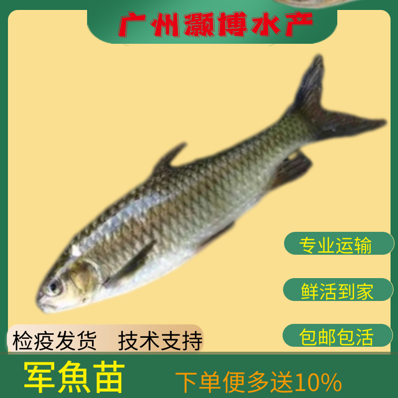 广州光倒刺鲃鱼苗  军鱼苗青竹鲩鱼娟鱼苗光鱼苗