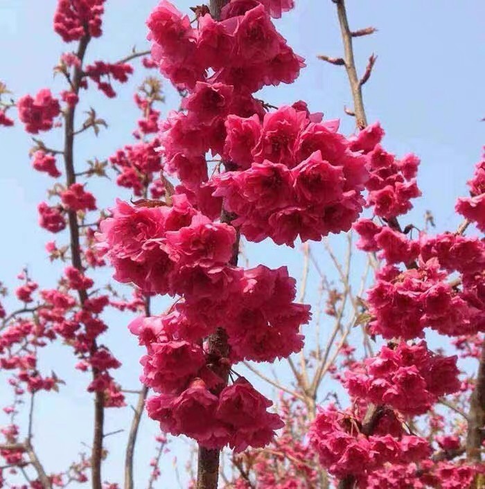 园林绿化苗庭院植物嫁接樱花树苗红花日本樱花苗牡丹樱花树苗