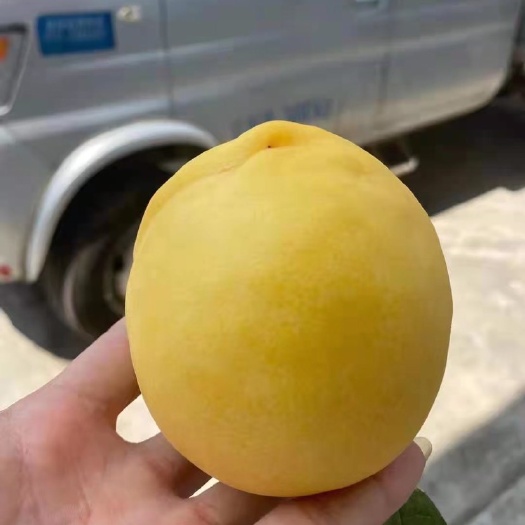 沂水县锦绣黄桃，黄中黄，产地一手货源大量供应