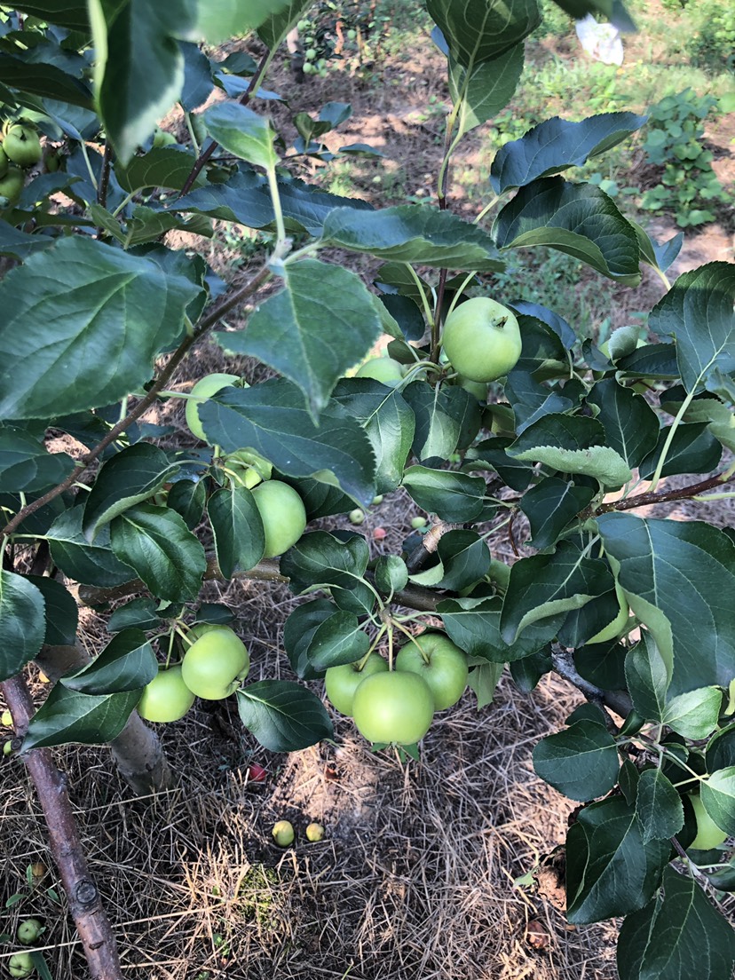 锦绣海棠果 龙丰果鸡心果