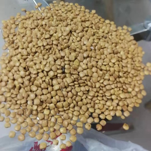 三台县优质凉薯种子