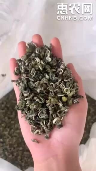横州市茉莉花茶茉莉曲螺广西横县茉莉花茶花果茶2024年新茶