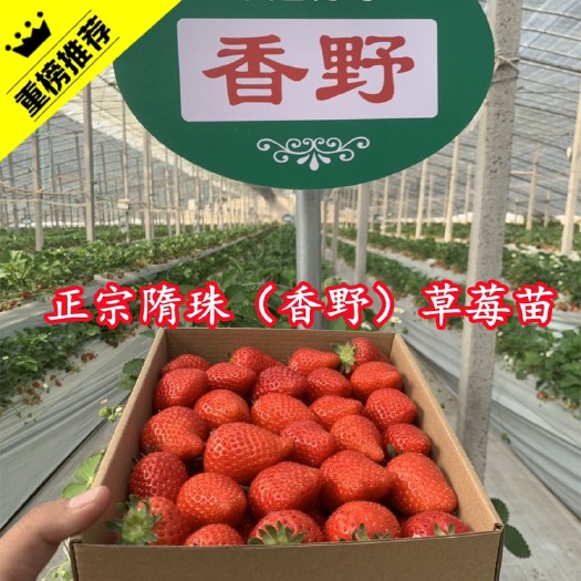 泰安隋珠草莓苗 隋珠又名香野草莓苗 十年草莓育苗 免费技术指导