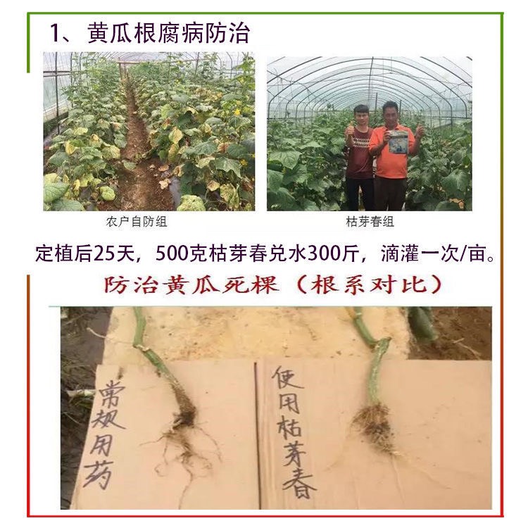 太抗枯芽春 枯草芽孢杆菌立枯病溃疡病黑胫病根腐病生物杀菌剂