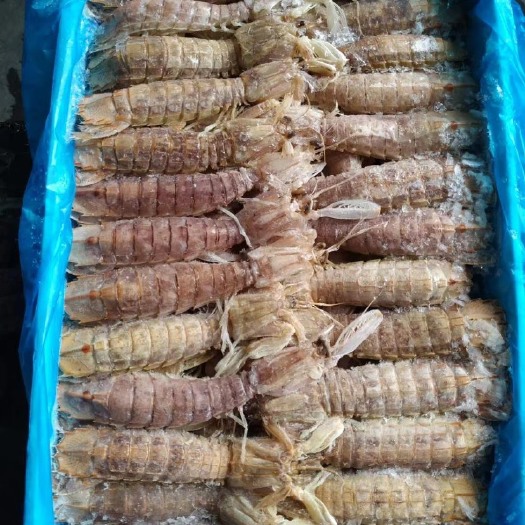 成都皮皮虾  板冻爬爬虾