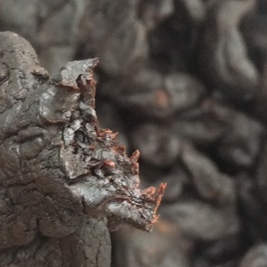 玉林黄精      无硫