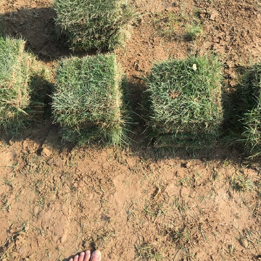 惠东县 草 绿化草皮